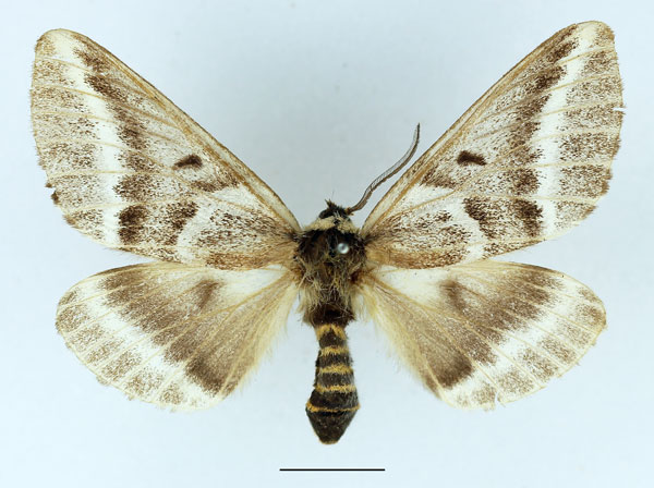 /filer/webapps/moths/media/images/T/thalia_Sabalia_AF_Basquin.jpg
