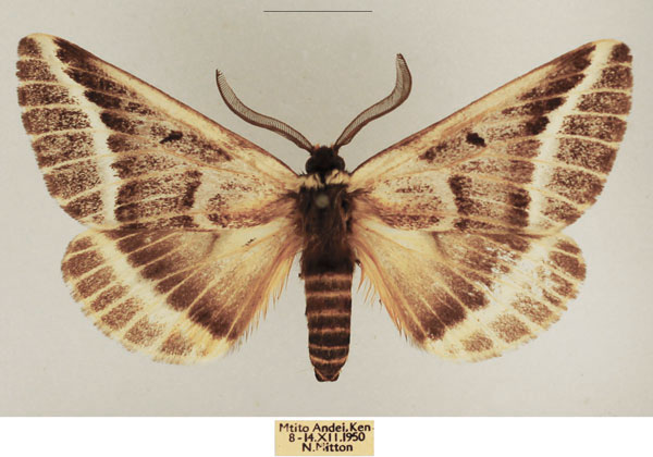 /filer/webapps/moths/media/images/T/thalia_Sabalia_AM_TMSA_01.jpg
