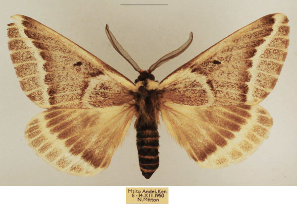 /filer/webapps/moths/media/images/T/thalia_Sabalia_AM_TMSA_02.jpg
