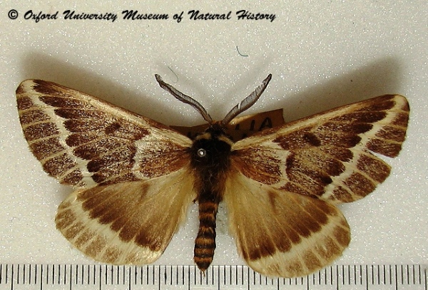 /filer/webapps/moths/media/images/T/thalia_Sabalia_A_OUMNH.jpg