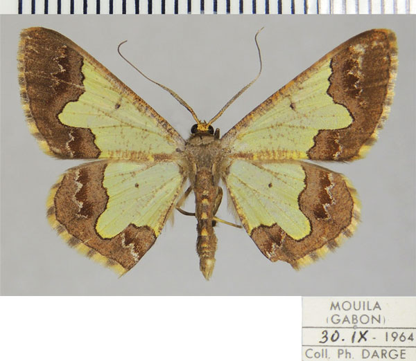 /filer/webapps/moths/media/images/T/thalia_Zamarada_AM_ZSM_01.jpg