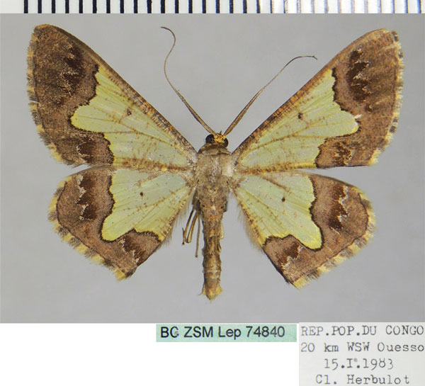 /filer/webapps/moths/media/images/T/thalia_Zamarada_AM_ZSM_02.jpg