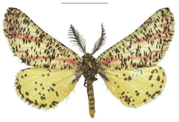 /filer/webapps/moths/media/images/T/thapsinus_Rhodopthitus_HT_NHMUK.jpg
