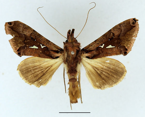 /filer/webapps/moths/media/images/T/thaumasia_Plusiopalpa_AM_Basquin_01.jpg