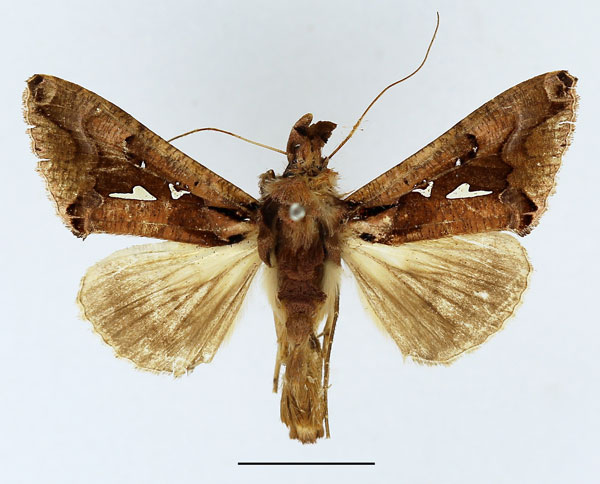/filer/webapps/moths/media/images/T/thaumasia_Plusiopalpa_AM_Basquin_02.jpg