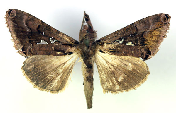 /filer/webapps/moths/media/images/T/thaumasia_Plusiopalpa_A_RMCA.jpg
