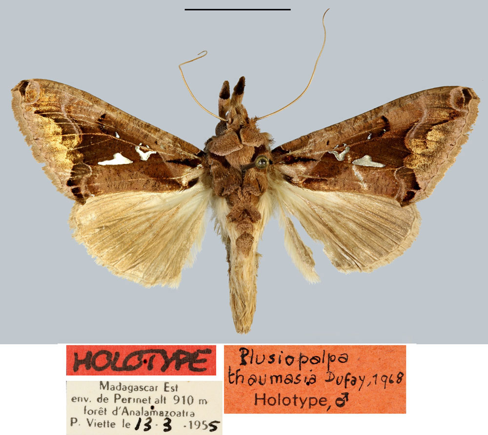 /filer/webapps/moths/media/images/T/thaumasia_Plusiopalpa_HT_MNHN.jpg