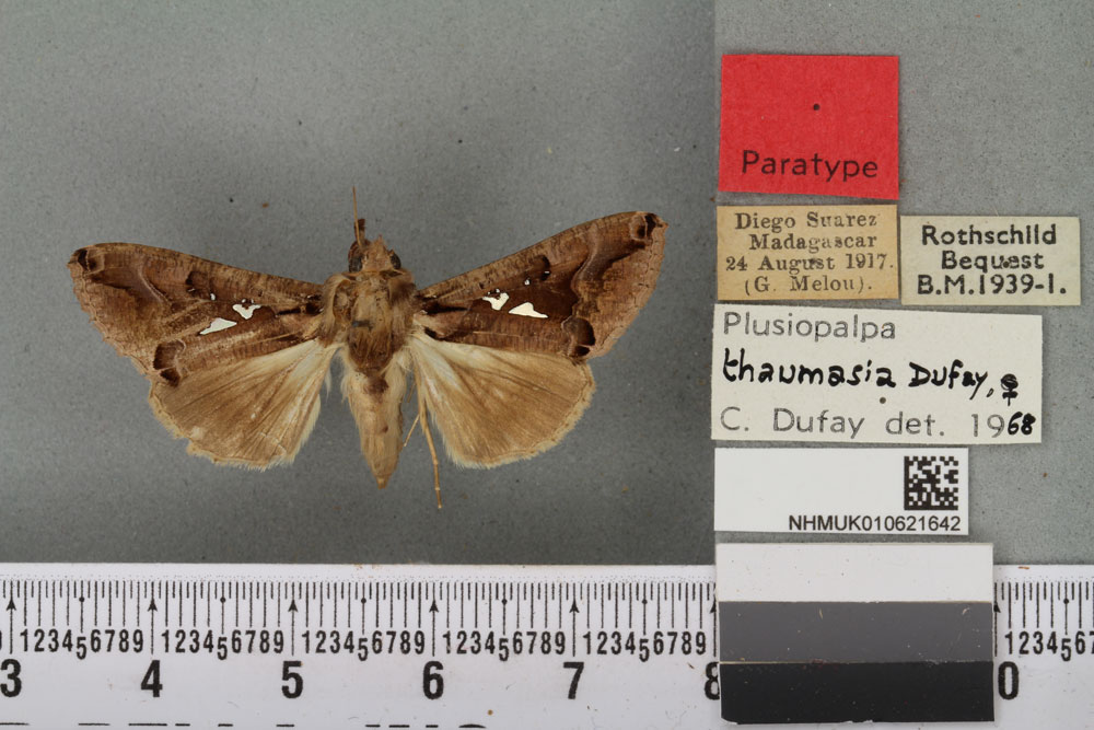 /filer/webapps/moths/media/images/T/thaumasia_Plusiopalpa_PTF_BMNH_04a.jpg