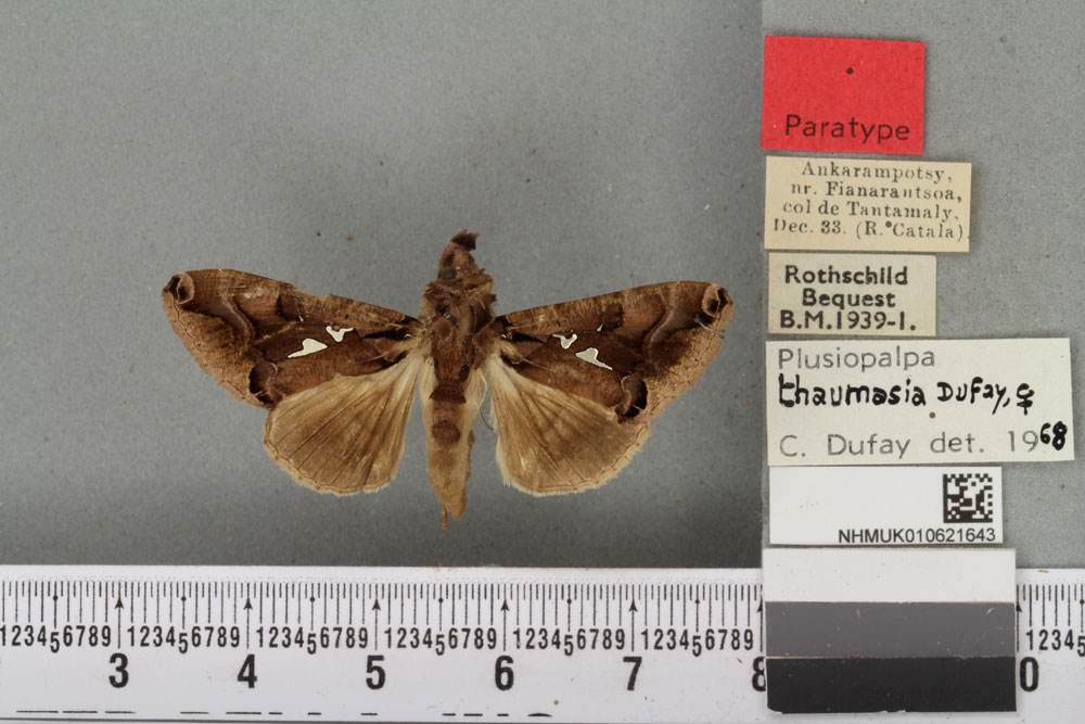 /filer/webapps/moths/media/images/T/thaumasia_Plusiopalpa_PTF_BMNH_05a.jpg