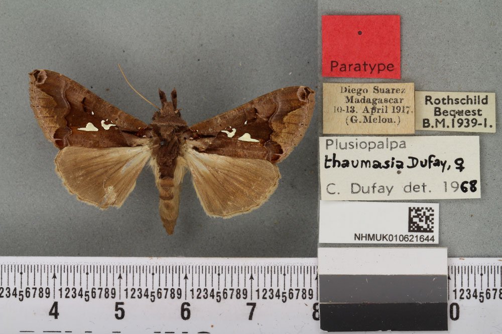 /filer/webapps/moths/media/images/T/thaumasia_Plusiopalpa_PTF_BMNH_06a.jpg