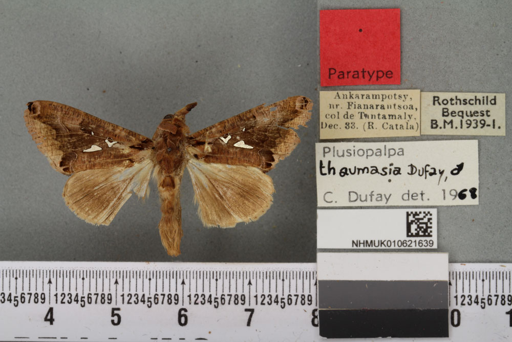 /filer/webapps/moths/media/images/T/thaumasia_Plusiopalpa_PTM_BMNHa.jpg
