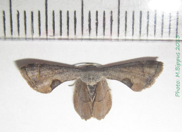 /filer/webapps/moths/media/images/T/theclata_Dirades_A_Bippus.jpg