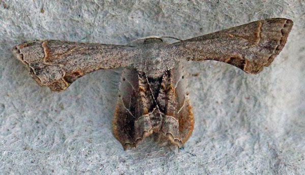 /filer/webapps/moths/media/images/T/theclata_Dirades_A_Voaden.jpg