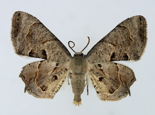 /filer/webapps/moths/media/images/T/theclata_Phazaca_AF_TMSA.jpg