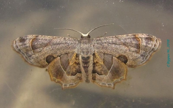 /filer/webapps/moths/media/images/T/theclata_Phazaca_AM_Bippus.jpg