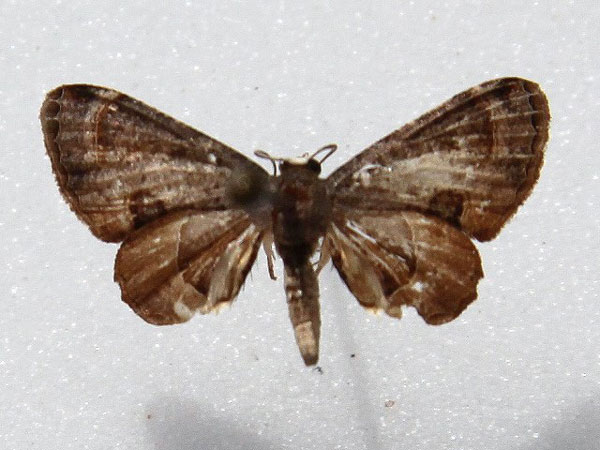 /filer/webapps/moths/media/images/T/theclata_Phazaca_A_Goff_01.jpg