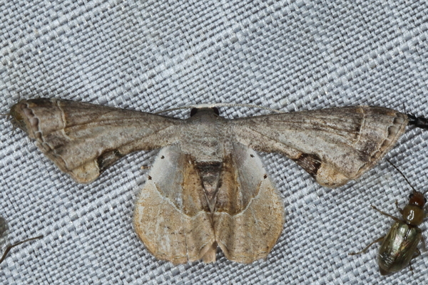/filer/webapps/moths/media/images/T/theclata_Phazaca_A_Heyns_01.JPG