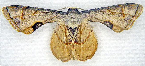 /filer/webapps/moths/media/images/T/theclata_Phazaca_A_Laporte.jpg