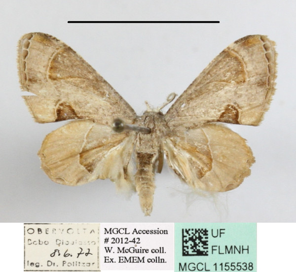 /filer/webapps/moths/media/images/T/theclata_Phazaca_A_MGCLa_01.JPG