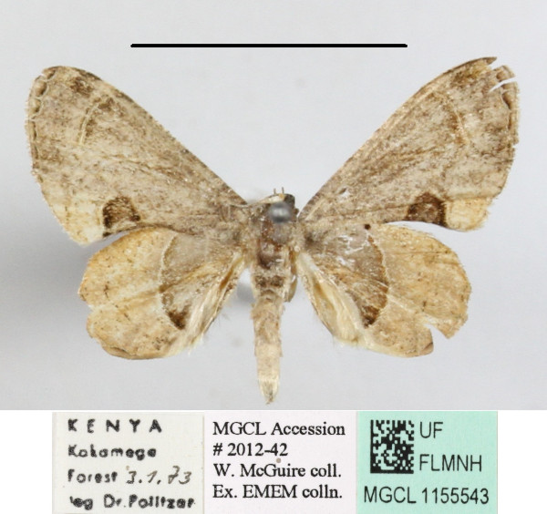 /filer/webapps/moths/media/images/T/theclata_Phazaca_A_MGCLa_02.JPG