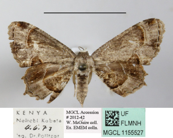 /filer/webapps/moths/media/images/T/theclata_Phazaca_A_MGCLa_03.JPG