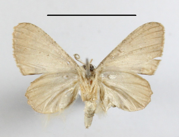 /filer/webapps/moths/media/images/T/theclata_Phazaca_A_MGCLb_01.JPG