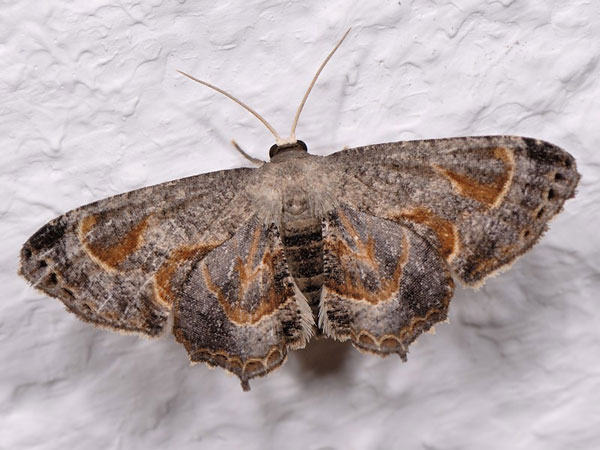 /filer/webapps/moths/media/images/T/theclata_Phazaca_A_Mazzei_01.jpg