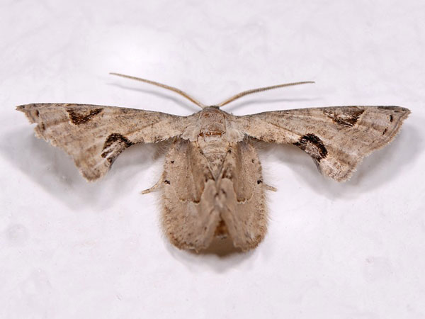 /filer/webapps/moths/media/images/T/theclata_Phazaca_A_Mazzei_02.jpg