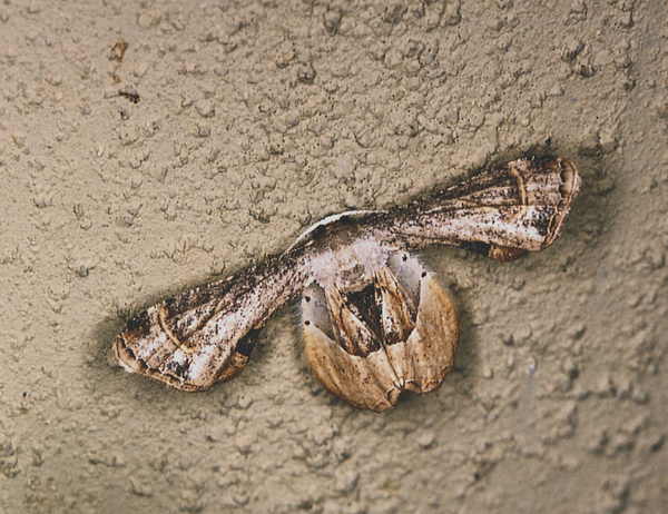 /filer/webapps/moths/media/images/T/theclata_Phazaca_A_Roland_08.jpg