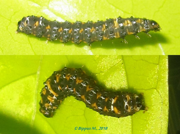 /filer/webapps/moths/media/images/T/theclata_Phazaca_C_Bippus_02.jpg