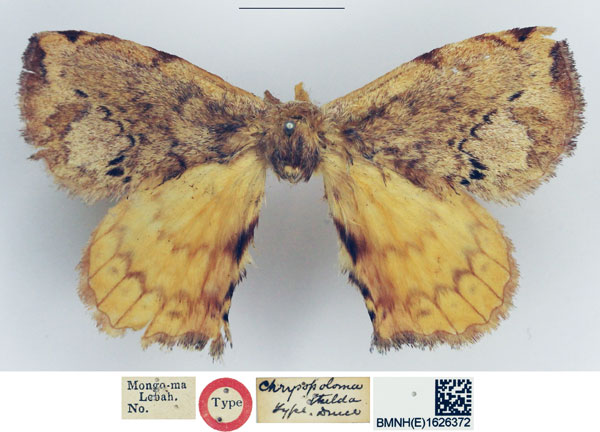 /filer/webapps/moths/media/images/T/thelda_Chrysopoloma_HT_NHMUK.jpg