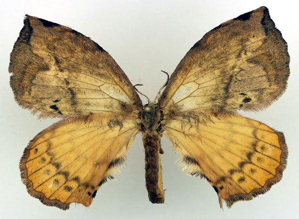 /filer/webapps/moths/media/images/T/thelda_Stenoglene_AF_Basquin.jpg