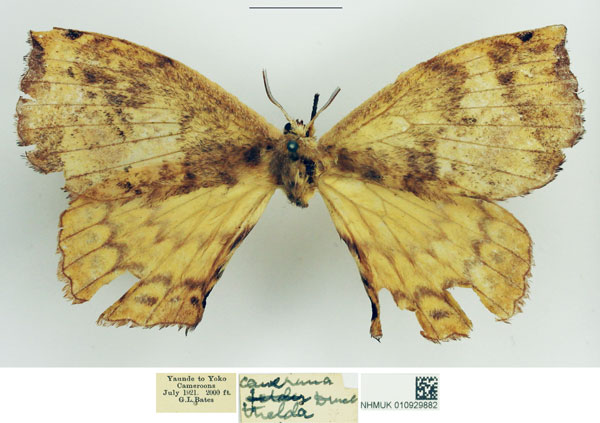/filer/webapps/moths/media/images/T/thelda_Stenoglene_AF_NHMUK.jpg