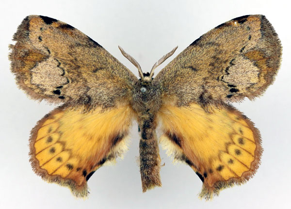 /filer/webapps/moths/media/images/T/thelda_Stenoglene_AM_Basquin.jpg
