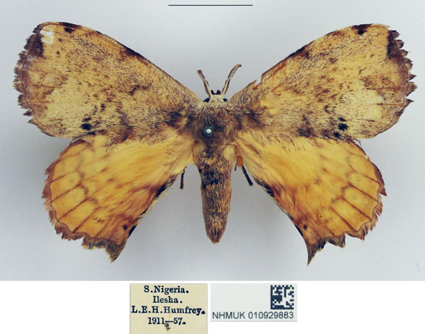 /filer/webapps/moths/media/images/T/thelda_Stenoglene_AM_NHMUK.jpg