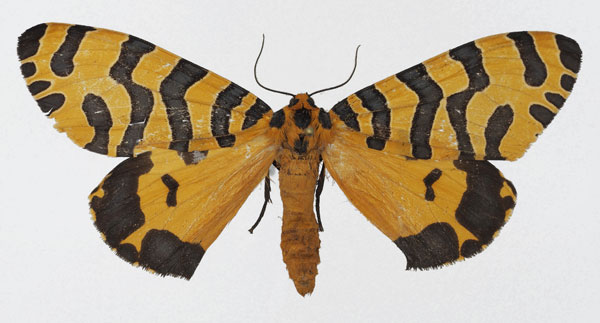 /filer/webapps/moths/media/images/T/thelwalli_Amphicallia_AM_Basquin_02.jpg