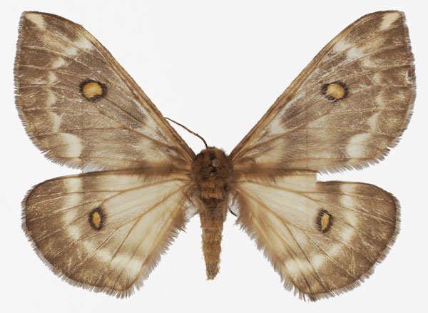 /filer/webapps/moths/media/images/T/thelxinoe_Parusta_AF_Basquin_02.jpg