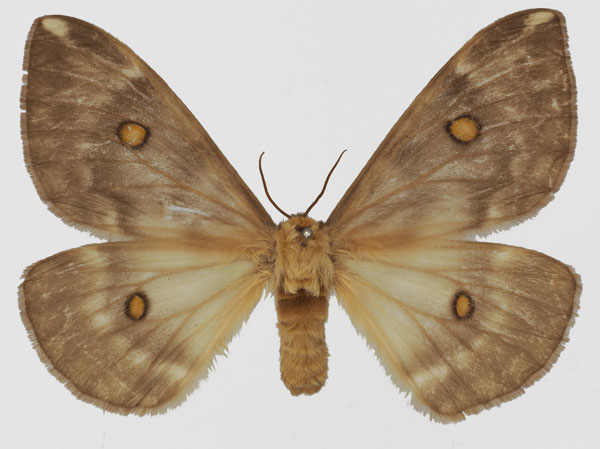 /filer/webapps/moths/media/images/T/thelxinoe_Parusta_AF_Basquina.jpg