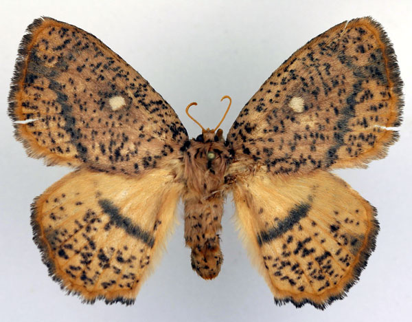 /filer/webapps/moths/media/images/T/theorini_Achrocerides_AF_Basquin.jpg