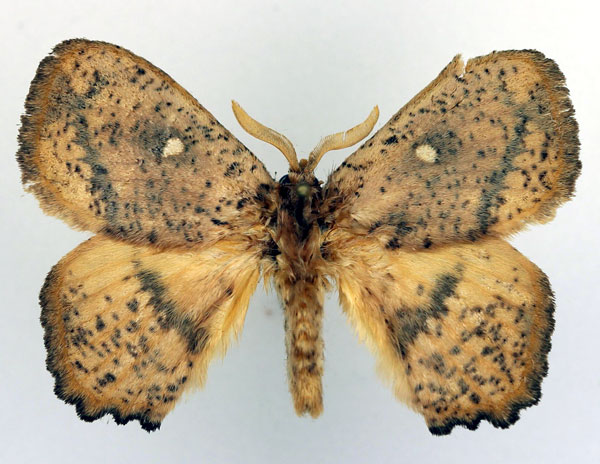 /filer/webapps/moths/media/images/T/theorini_Achrocerides_AM_Basquin_02.jpg