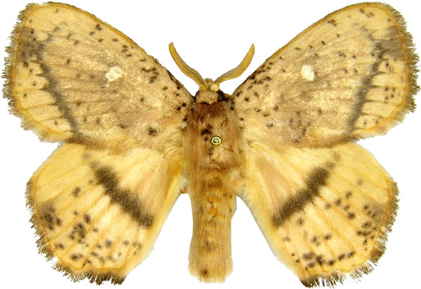 /filer/webapps/moths/media/images/T/theorini_Achrocerides_AM_MCJM.jpg