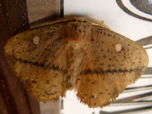/filer/webapps/moths/media/images/T/theorini_Achrocerides_A_Catchick.JPG