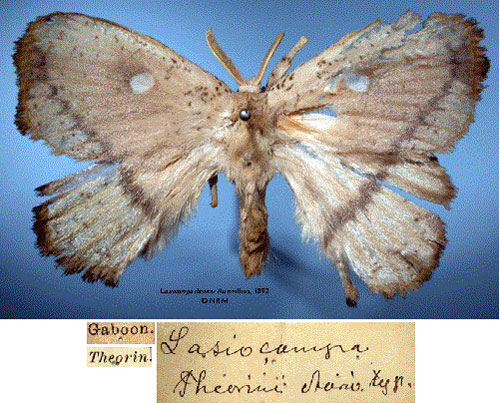 /filer/webapps/moths/media/images/T/theorini_Lasiocampa_HT_SNHMa.jpg