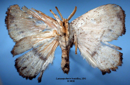 /filer/webapps/moths/media/images/T/theorini_Lasiocampa_HT_SNHMb.jpg