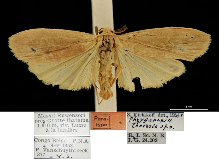 /filer/webapps/moths/media/images/T/theresia_Phryganopsis_PTM_RBINS.jpg