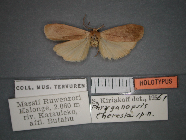 /filer/webapps/moths/media/images/T/theresia_Pusiola_HT_RMCA_01.jpg