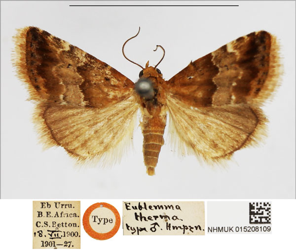 /filer/webapps/moths/media/images/T/therma_Eublemma_HT_NHMUK.jpg