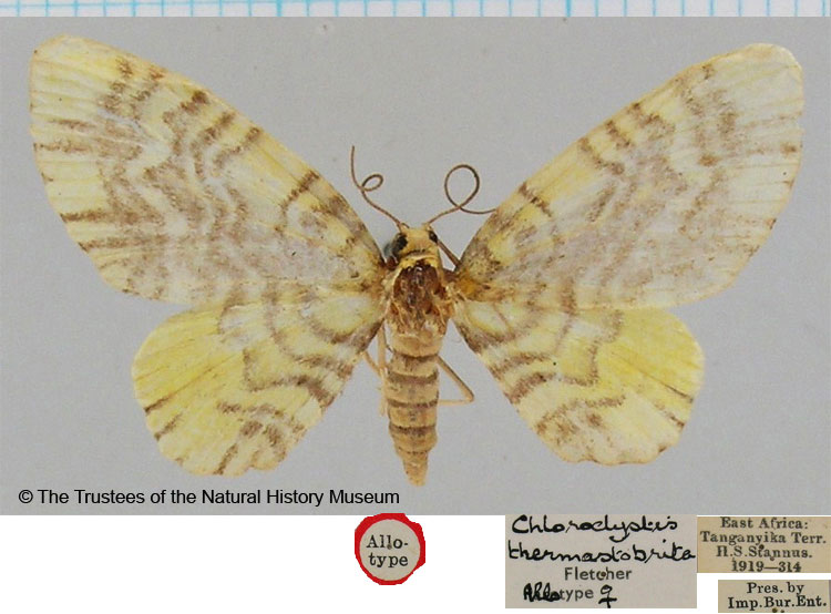 /filer/webapps/moths/media/images/T/thermastobrita_Chloroclystis_AT_BMNH.jpg