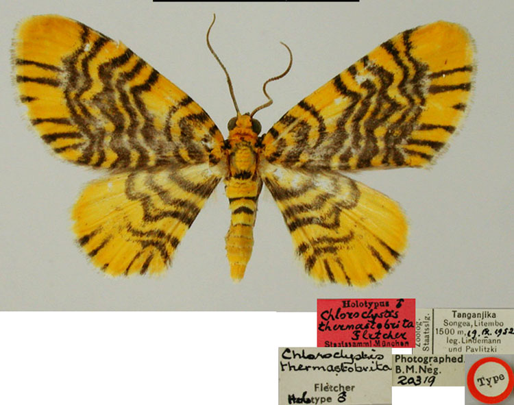 /filer/webapps/moths/media/images/T/thermastobrita_Chloroclystis_HT_ZSMa.jpg