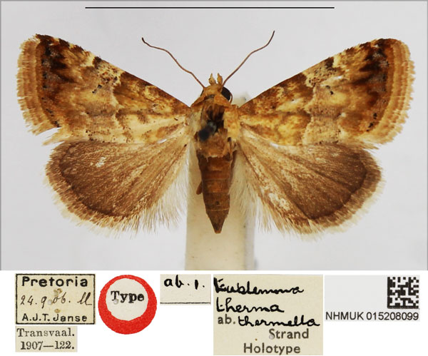 /filer/webapps/moths/media/images/T/thermella_Eublemma_HT_NHMUK.jpg